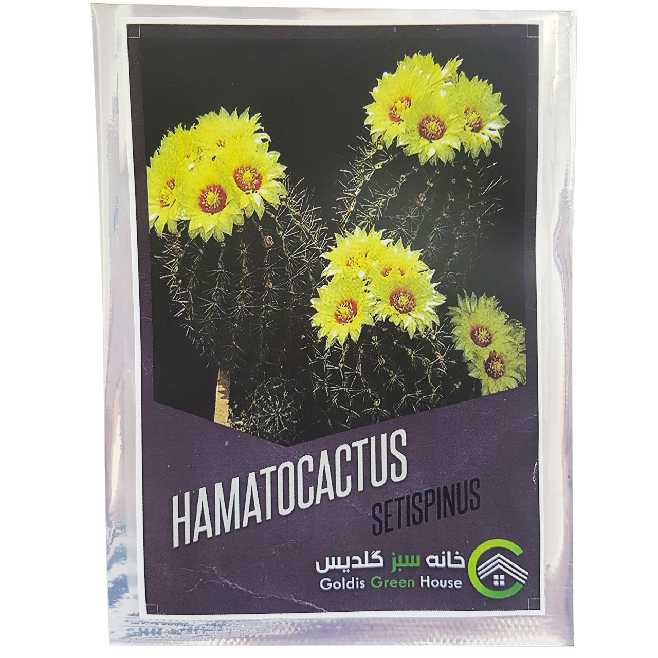 Seeds of Hamato cactus Stispinus Goldis green house