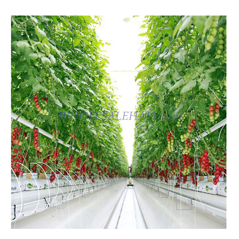 Multispan Film Tomato Greenhouse with Cocopeat Hydroponics