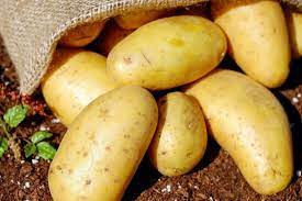 Potato - Wholesale