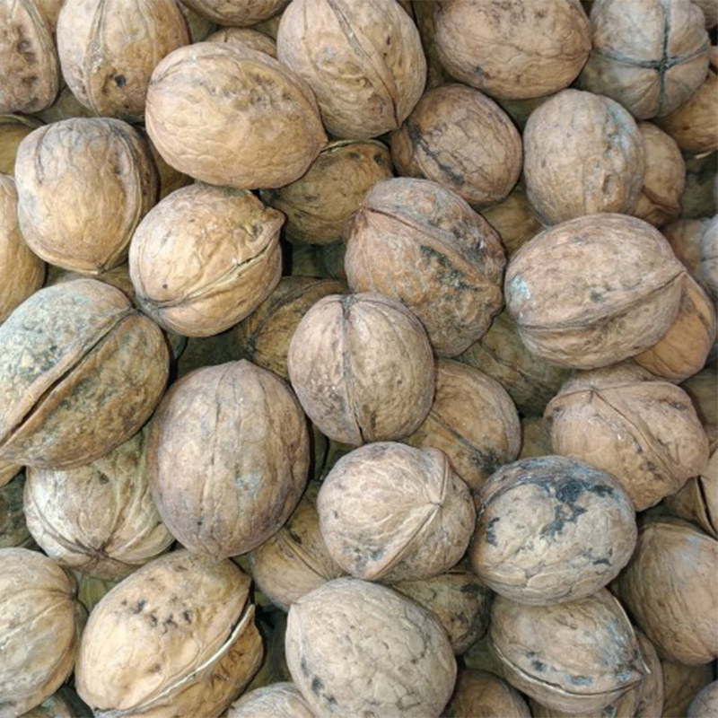 Premium quality Bulgarian walnut