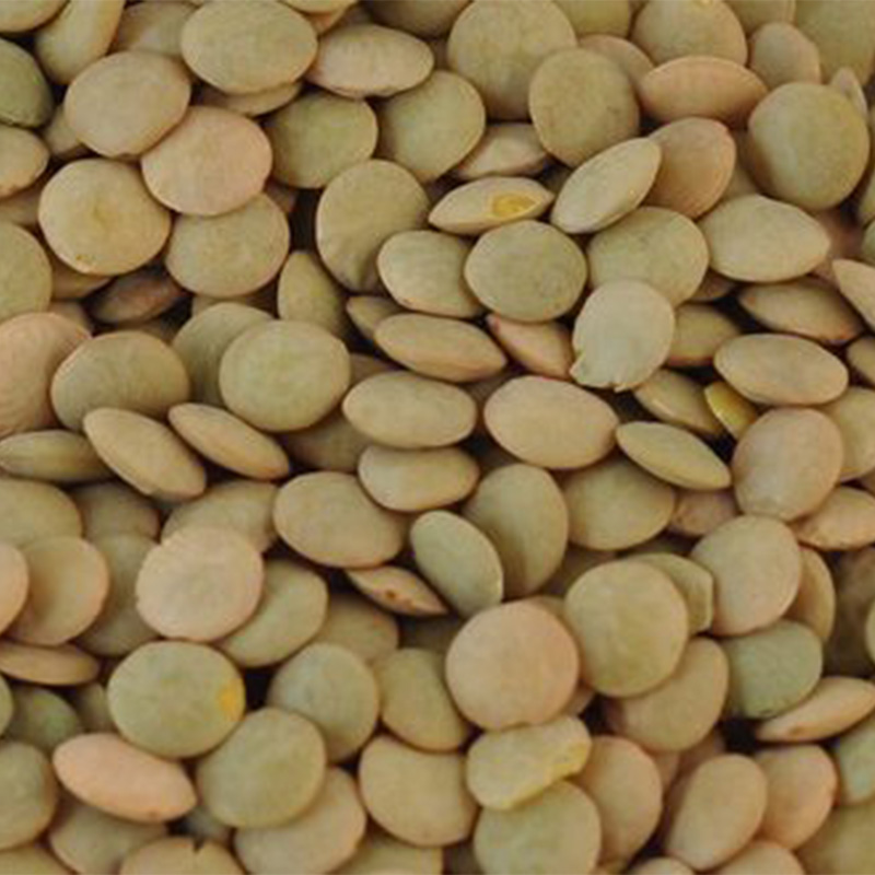 This year's first-class Large Victoria lentils 