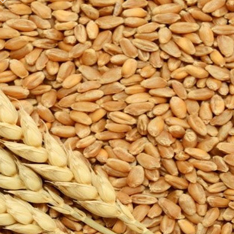 Peeled wheat bulk in 10kg bags