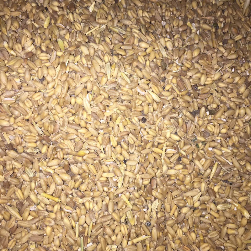 Poultry wheat bulk in 10kg bags