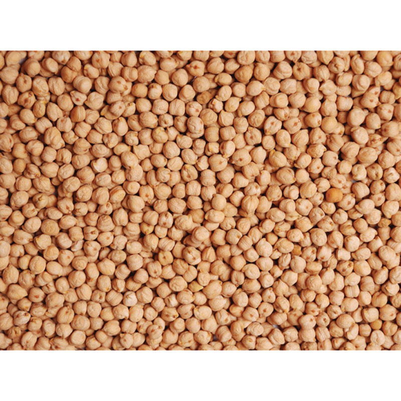 Major Sale of Natural Chickpea with quality