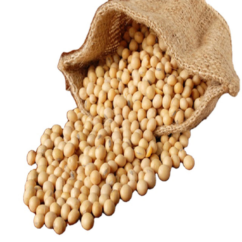 High quality yellow soybean grains and non -quality GMO