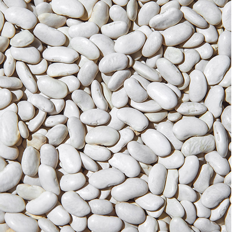 خرید عمده لوبیا سفید خشک با کیفیت کشاورزی ارزان لوبیا بلند لوبیا سفید