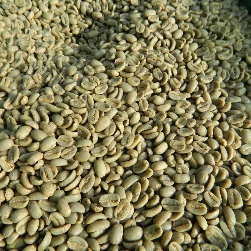 خرید عمده دانه قهوه سبز روبوستا ( Robusta )، محصول ویتنام