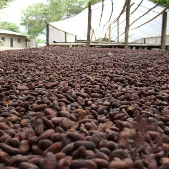 خرید عمده دانه کاکائو، محصول پرو، خشک‌شده به روش تخمیری