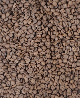 خرید عمده دان قهوه برشته شده عربیکا برزیل