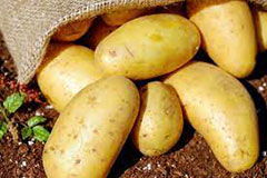 wholesale Potato - Wholesale