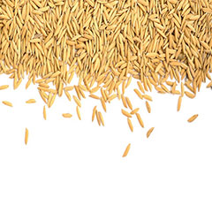 خرید عمده فروش عمده ی برنج فرآوری نشده ی 2021