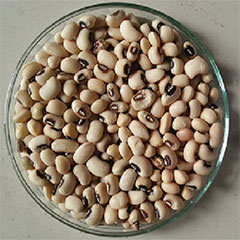 wholesale Cowpea