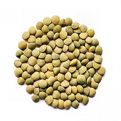 wholesale green lentile