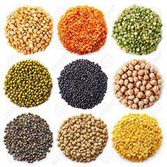 wholesale Canadian green lentil