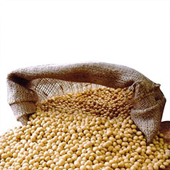 wholesale Wholesale of high quality soybeans