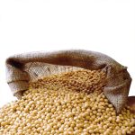 دانه ی سویا با کیفیت بالا با ابعاد 6.5 تا 8.5 میلی متر - Image 2