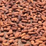 Cocoa Beans Organic - Image 2