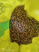 فندق خام اشکورات با بسته بندی کیسه ای - Image 2