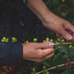 دانه قهوه روبوستا ( Robusta )، دستچین، تولیدشده در ویتنام، در بسته‌های یک کیلوگرمی - Image 3