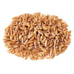 گندم دوروم (durum)، محصول روسیه - Image 3