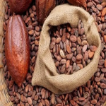 دانه کاکائو، خشک‌شده به روش تخمیری - Image 3