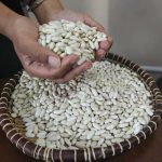 لوبیا سفید، محصول ماداگاسکار، دو سال ماندگاری - Image 3