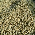 دانه قهوه سبز روبوستا ( Robusta )، محصول ویتنام - Image 3