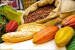 دانه کاکائو، محصول ویتنام - Image 3
