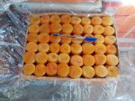 قیسی زردالو Dried apricot - Image 3