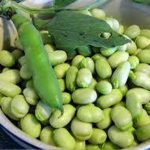 لوبیا باقلا خشک با مواد مغذی با کیفیت بالا 100% طبیعی