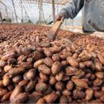 Cocoa Beans Organic