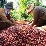 دانه قهوه سبز روبوستا (ROBUSTA )، کاملا طبیعی، بسته‌بندی یک کیلوگرمی