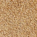 گندم دوروم (durum)، محصول روسیه