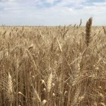 گندم دوروم (durum)، محصول روسیه - Image 2