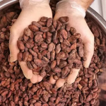 دانه کاکائو، خشک‌شده به روش تخمیری