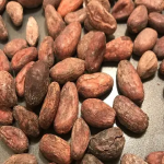 دانه کاکائو، خشک‌شده به روش تخمیری - Image 2