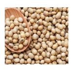 دانه سویا، ارگانیک، محصول برزیل