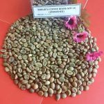 دانه قهوه سبز روبوستا ( Robusta )، محصول ویتنام