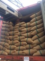 دانه قهوه سبز روبوستا ( Robusta )، محصول ویتنام - Image 2