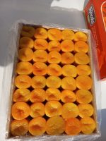 قیسی زردالو Dried apricot