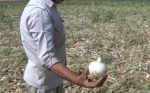 پیاز سفید آماده خشک کردن جهت مکملهای غذایی - Image 2