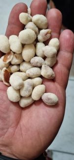 بادام زمینی روکش دار در بسته بندی ۵ کیلویی برند پنگوئن