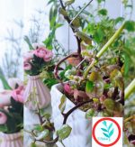 قیم نگهدارنده گل و گیاه از جنس مفتول گالوانيزه