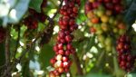 دانه قهوه روبوستا ( Robusta )، محصول ویتنام