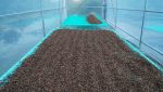 دانه قهوه روبوستا ( Robusta )، محصول ویتنام - Image 2